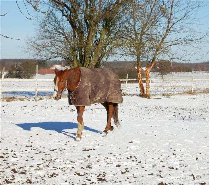 Traver Junker - Junker d. 5 marts 2008 billede 14