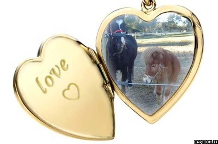 Anden særlig race Flicka GAMMELPART. - jeg savner dig. billede 15