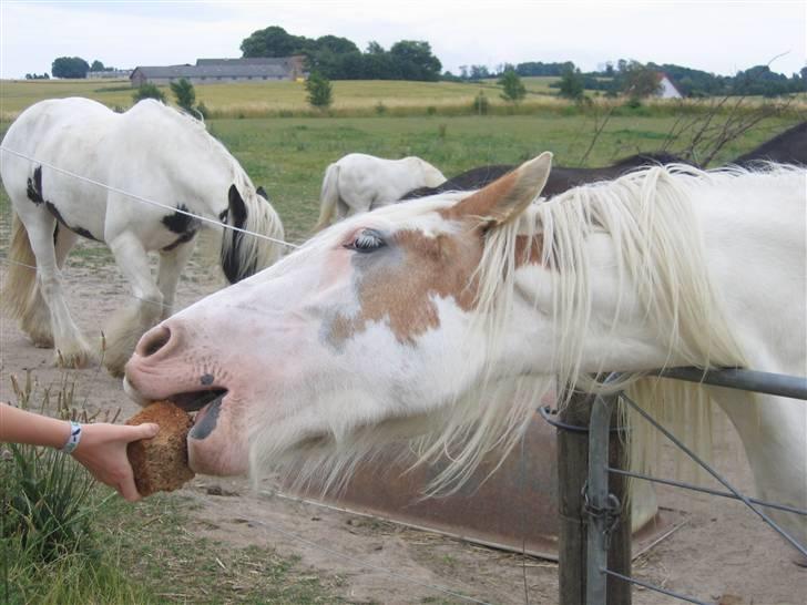 Irish Cob Rødhætte - Juni 2008 billede 2