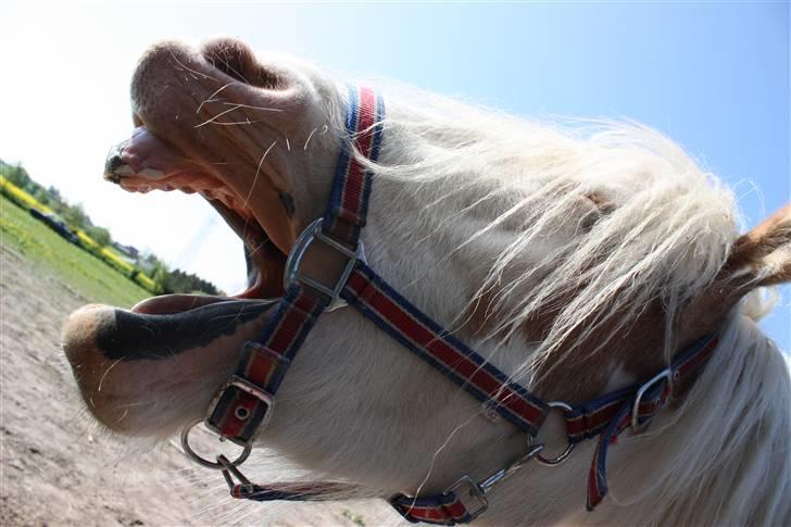 Irish Cob Rødhætte - Rødhætte er altid så glad -    Maj 2009 billede 3