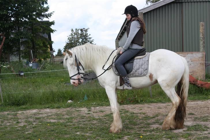 Irish Cob Rødhætte - Juni  2009 billede 6