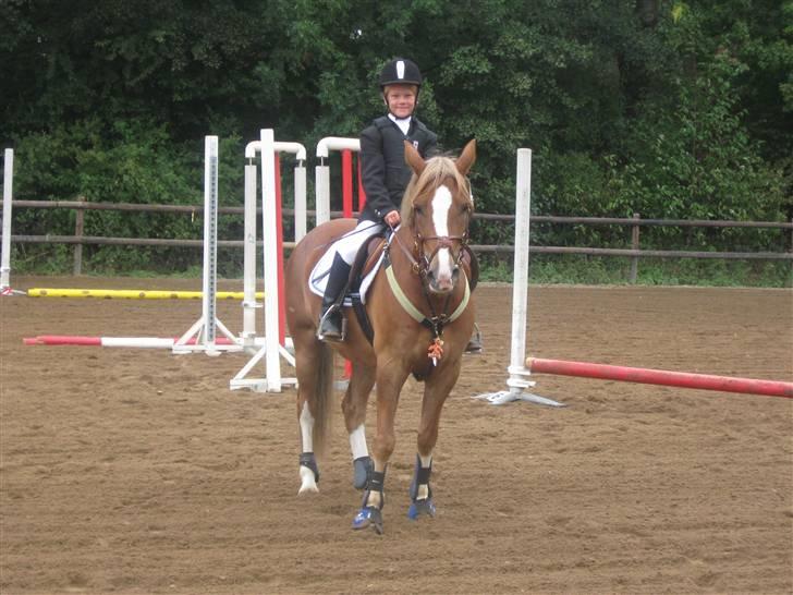 New Forest Kærgaardens Schubert  RIP - Da jeg red Tempotrav til ØDM :) billede 1