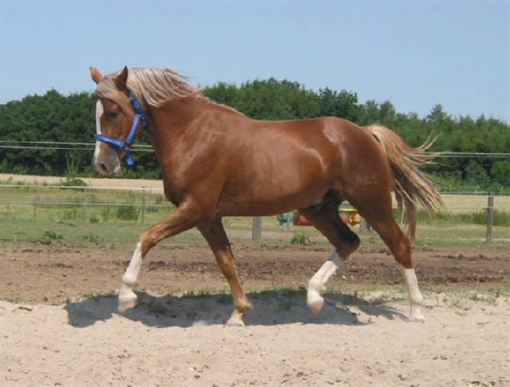 New Forest Kærgaardens Schubert  RIP - Er han ikke bare smuk? billede 3