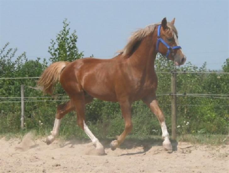 New Forest Kærgaardens Schubert  RIP billede 4