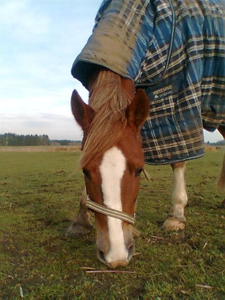 New Forest Kærgaardens Schubert  RIP - Han er bare sååååå smuk billede 7