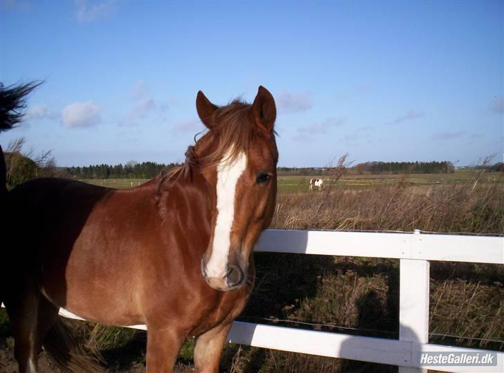 New Forest Kærgaardens Schubert  RIP - Verdens Smukkeste Pony d; billede 11