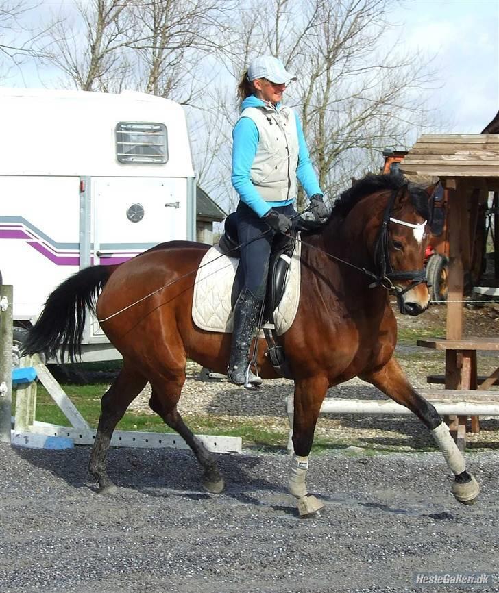 Trakehner Anastasia billede 17