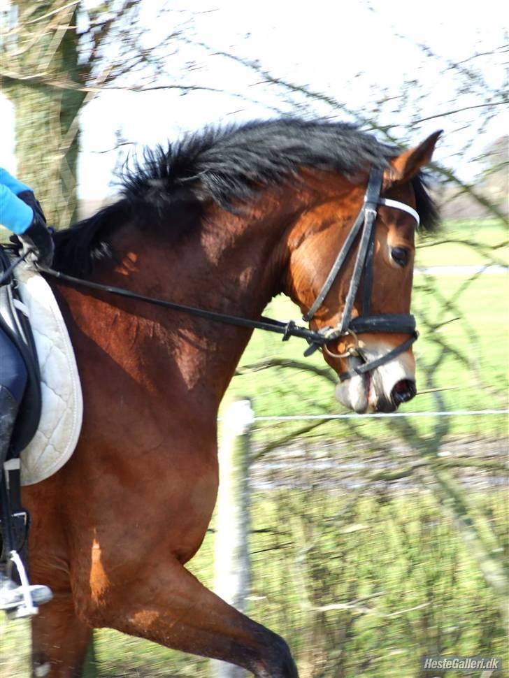 Trakehner Anastasia billede 18