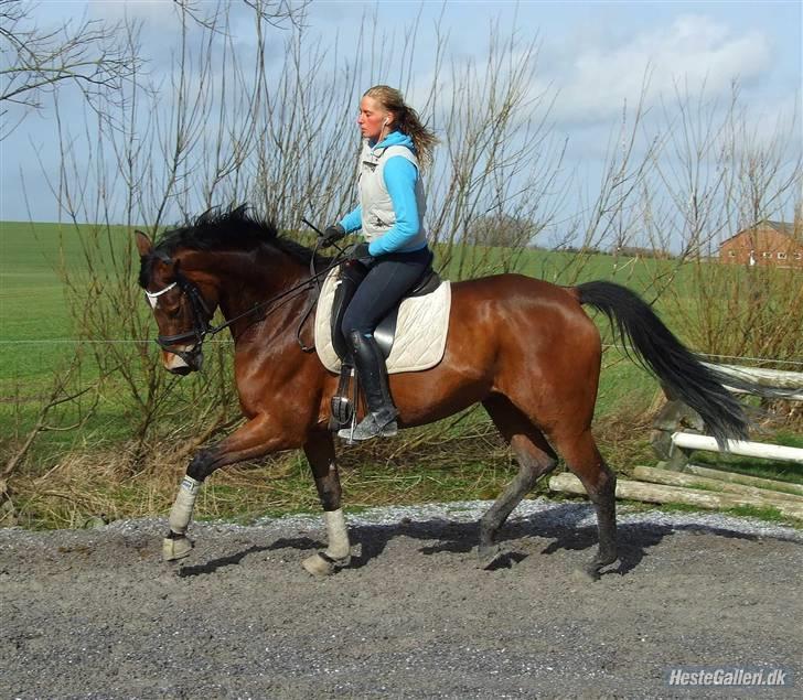 Trakehner Anastasia billede 19