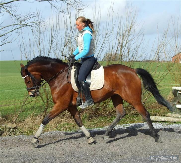 Trakehner Anastasia billede 20