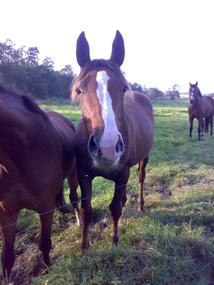 Dansk Varmblod Donna May Z billede 9