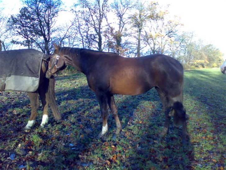 Dansk Varmblod Donna May Z billede 10