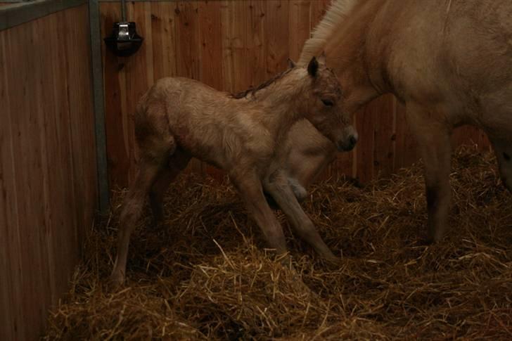 Fjordhest Mosegårdens Fillipa billede 5