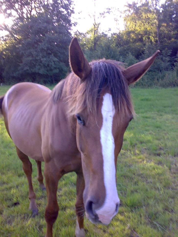 Dansk Varmblod Donna May Z billede 11