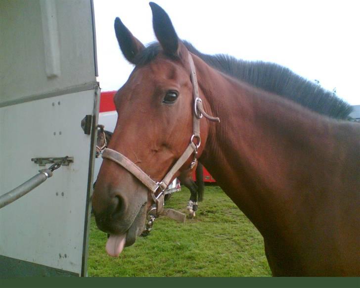 Anden særlig race Daphvemke - hehe jah? det taler vidst for sig sev :) billede 12