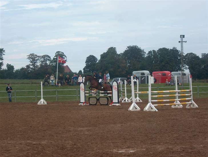 Anden særlig race Daphvemke - fra LA´en i helsinge billede 17