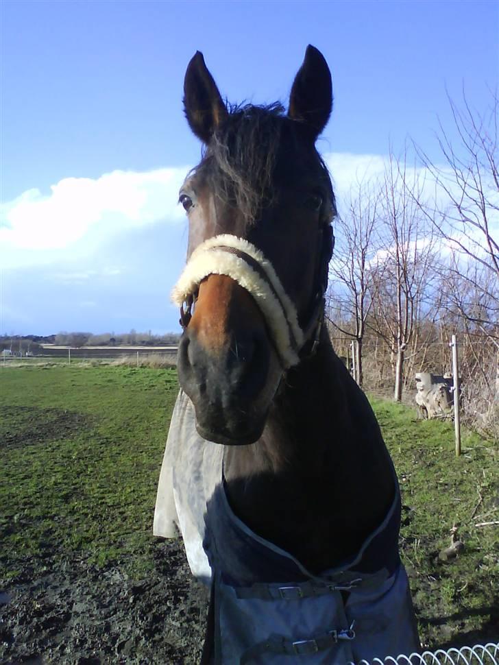 Anglo Araber (AA) | SGR´s Zarah (Savnet) - kommer der ikke snart nigen og henter mig! billede 11