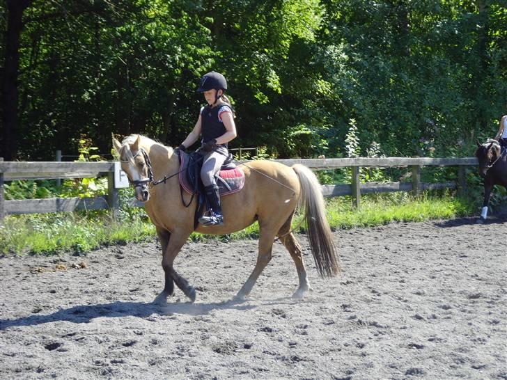 Palomino Ronja <3 aflivet :( - 8. træning den 16/8 nøøj du kan gå pænt :).. Foto: CB-Fotograf billede 8