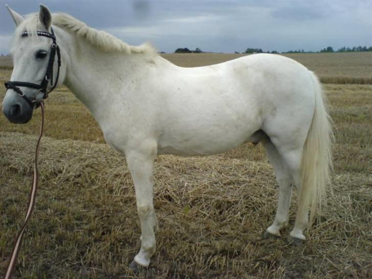 Anden særlig race Kashmir - min gamle part billede 5