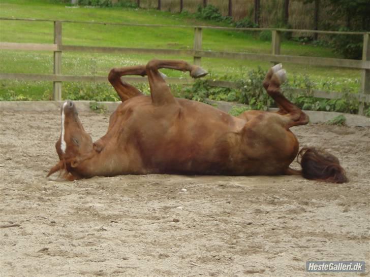 Dansk Varmblod Lavega #Aflivet#  - Lavega ruller sig på banen. juli. 2008. Fotograf; Frederikke      billede 17