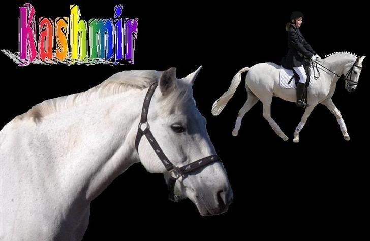 Anden særlig race Kashmir - min gamle part billede 6