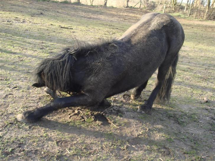 Merens de Cheval Nomeo Degamas - nomeo nejer billede 14