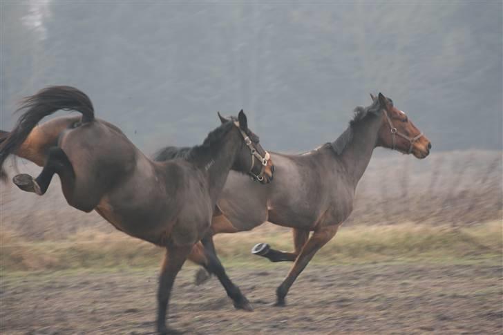 Traver Vic McGuire 25/6-2014 billede 14