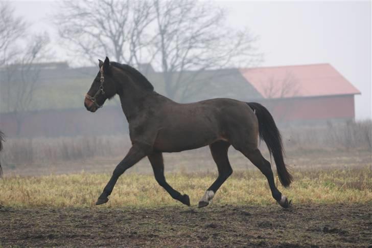 Traver Vic McGuire 25/6-2014 billede 15