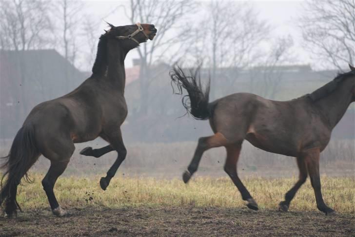 Traver Vic McGuire 25/6-2014 billede 16