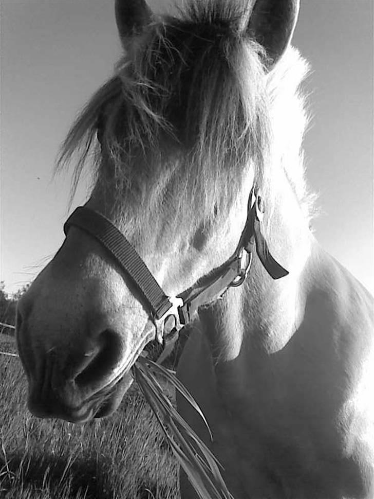 Fjordhest Snip - Elsker dig skaat<3 billede 1