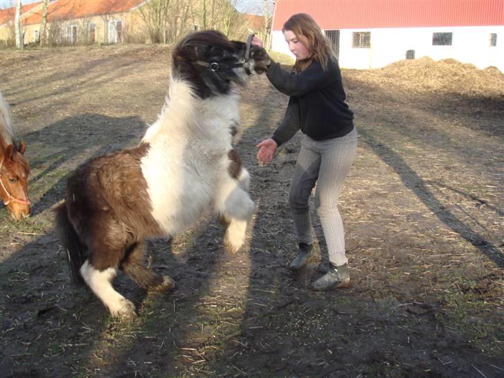Shetlænder Plet - Vi træner med plet billede 8