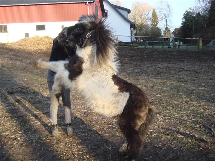 Shetlænder Plet - Plet der stejler billede 9