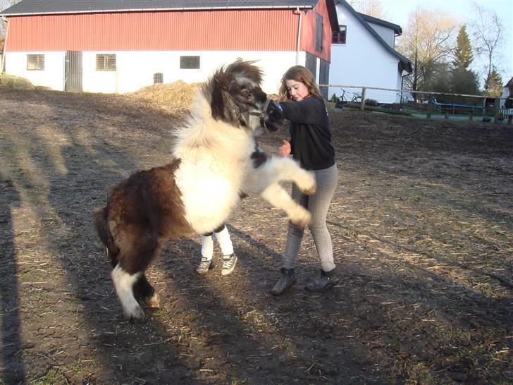 Shetlænder Plet - Plet der stejler igen billede 10