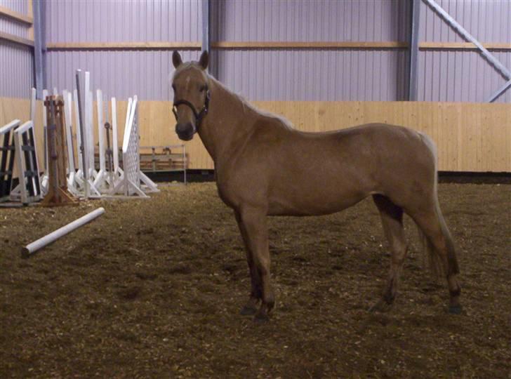 Palomino honey - honney i ridehuset billede 4