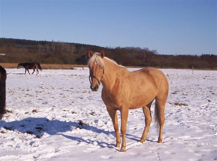 Palomino honey billede 9