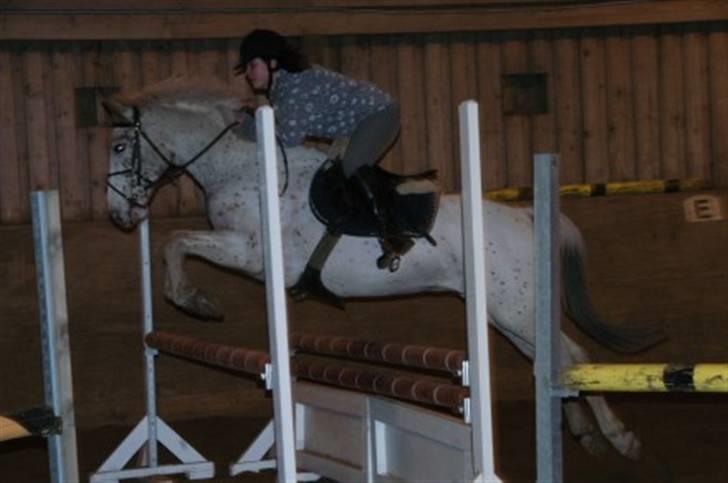 Knabstrupper La' Bravo - *Solgt* billede 4