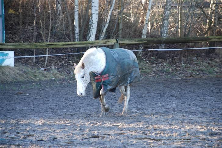 Knabstrupper La' Bravo - *Solgt* billede 5