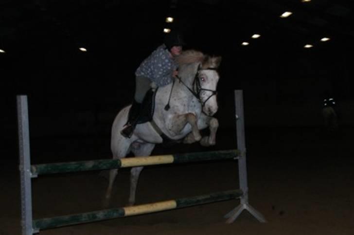 Knabstrupper La' Bravo - *Solgt* billede 6