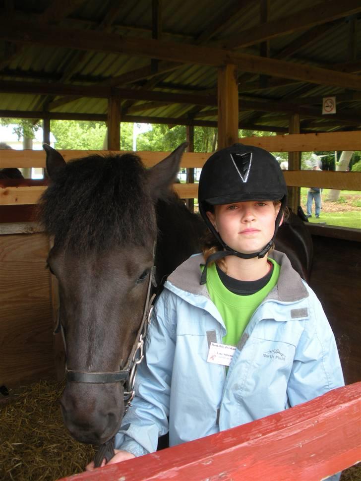 Islænder Skuggi fra risbjerg - Line som udstilled skuggi på roskilde dyrskue 2009 billede 13