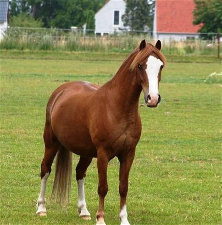 Welsh Pony (sec B) O'malley - Gamle hest - den guuudesmukke lille pony!  foto: AS billede 6