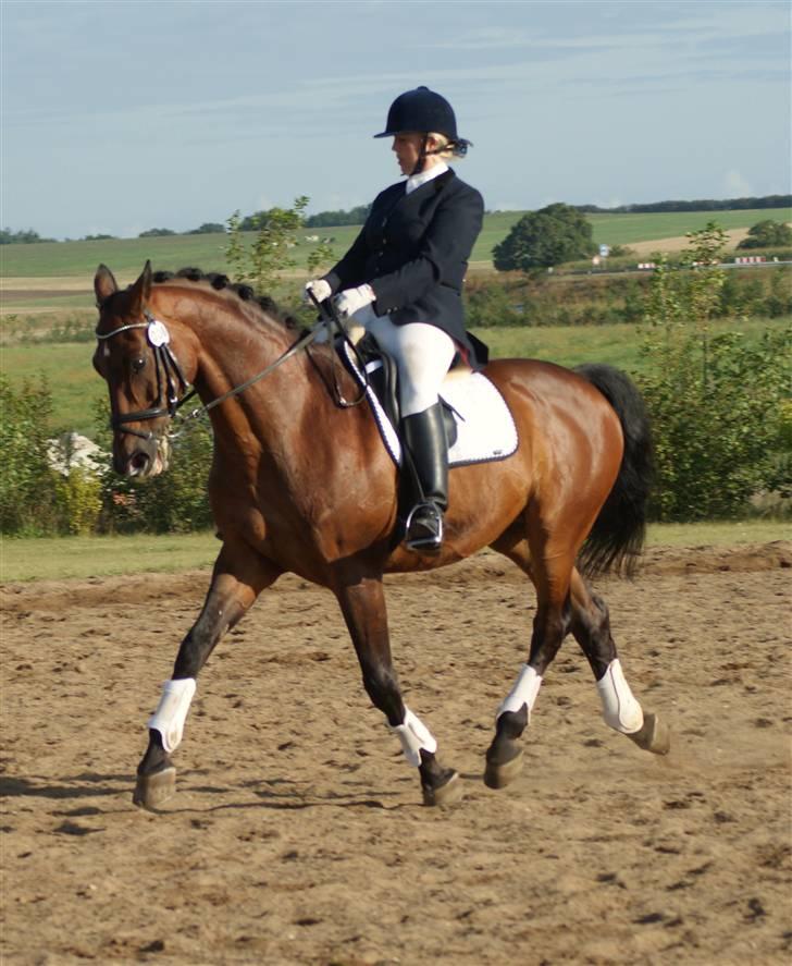 Dansk Varmblod Pascal  - Pascal & jeg, opvarmning VBR, Farmland Cup i August <3 -  billede 22