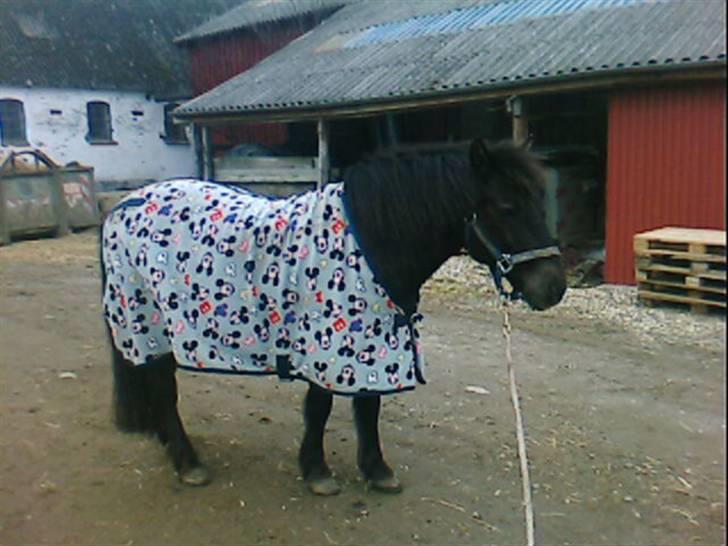 Gotlandsruss Nike  part - JAA! var ude og springe og skulle ud og gå en tur  der efter billede 19