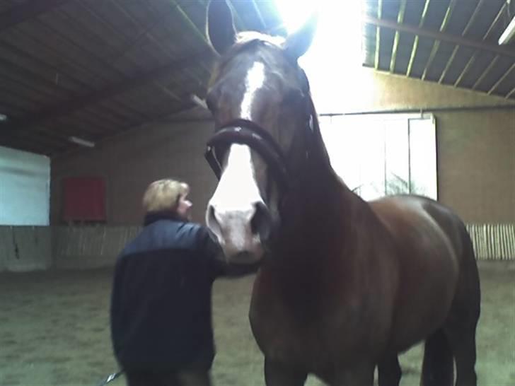 Dansk Varmblod johan gejlgård *RIP* - det var hårdt syntes han..at rende løs i ridehallen.. billede 8