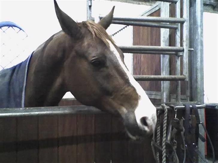 Dansk Varmblod johan gejlgård *RIP* - smukke.. billede 9