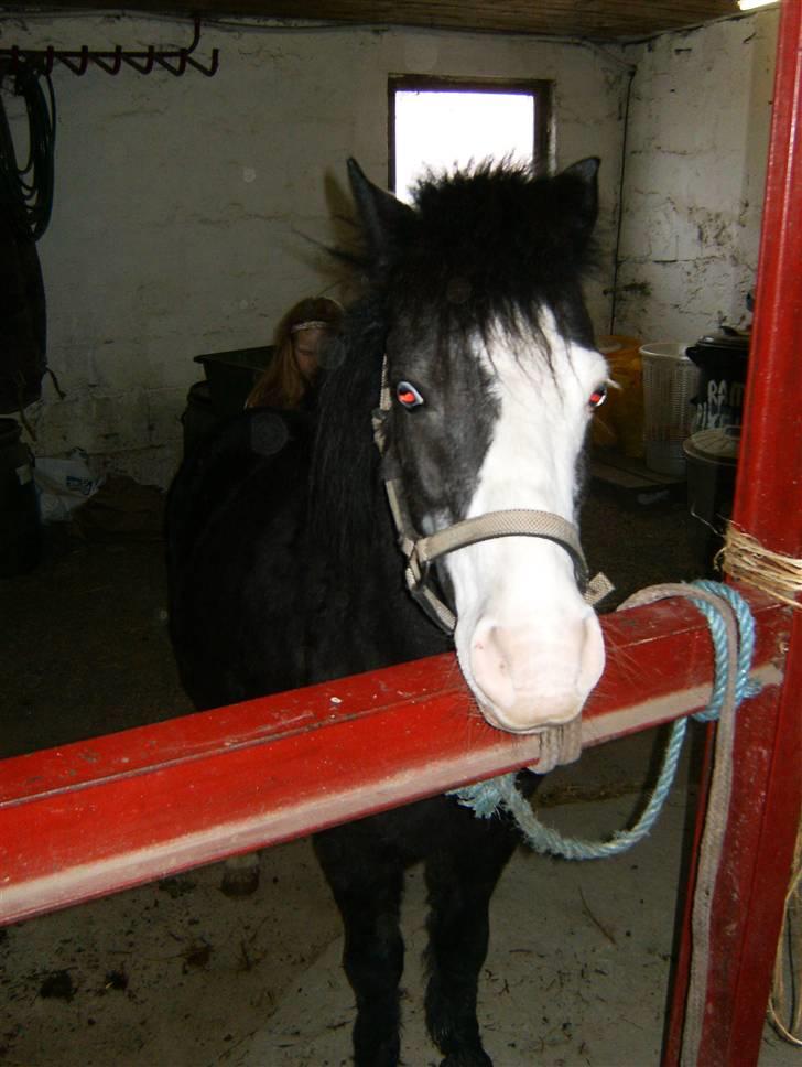 Anden særlig race Josefine (Død d 17-8-09) - josefines kønne hovede billede 15