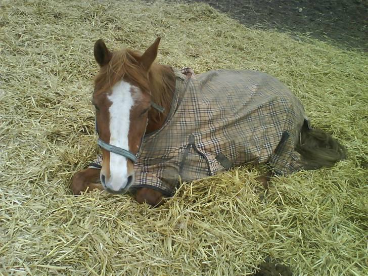 Anden særlig race Alanya - Det Lany bruger det meste af sin tid på ;) ZzZzz Foto: mig billede 15