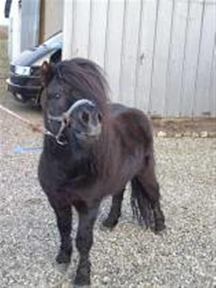 Shetlænder fernando - ihhhi er jeg ikke dejlig billede 1