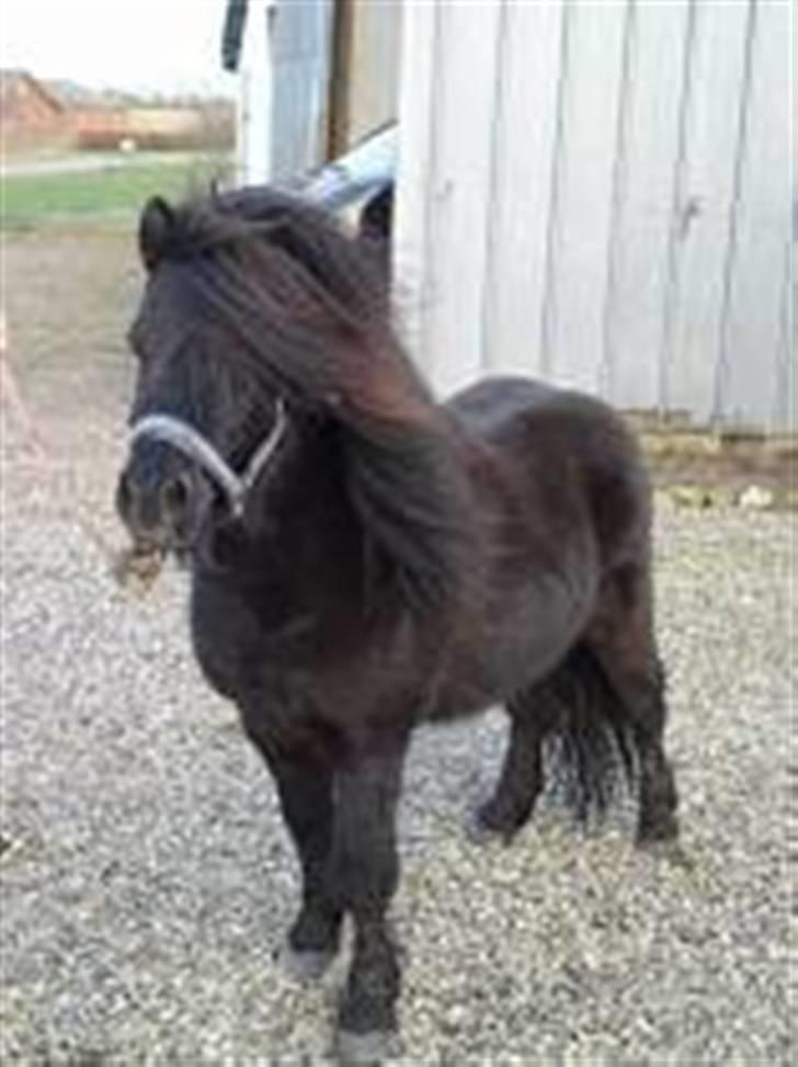 Shetlænder fernando - se mig billede 2