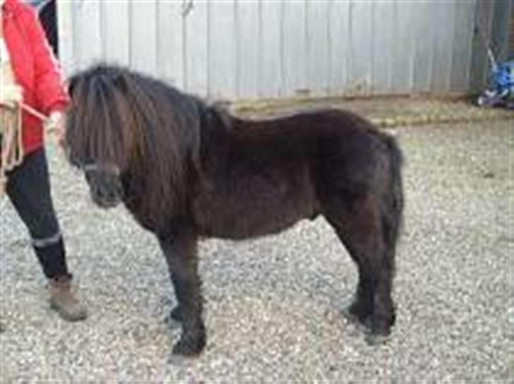 Shetlænder fernando - sådan ser jeg ud fra siden af billede 3