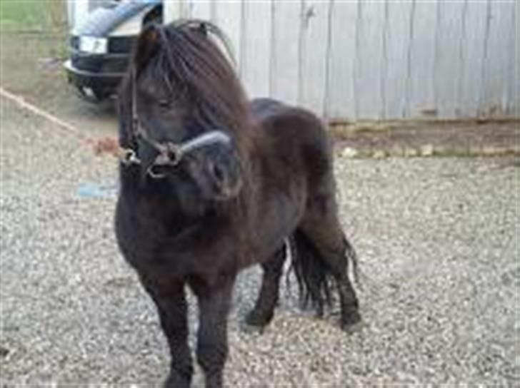 Shetlænder fernando - hallo hvor blev i af billede 4